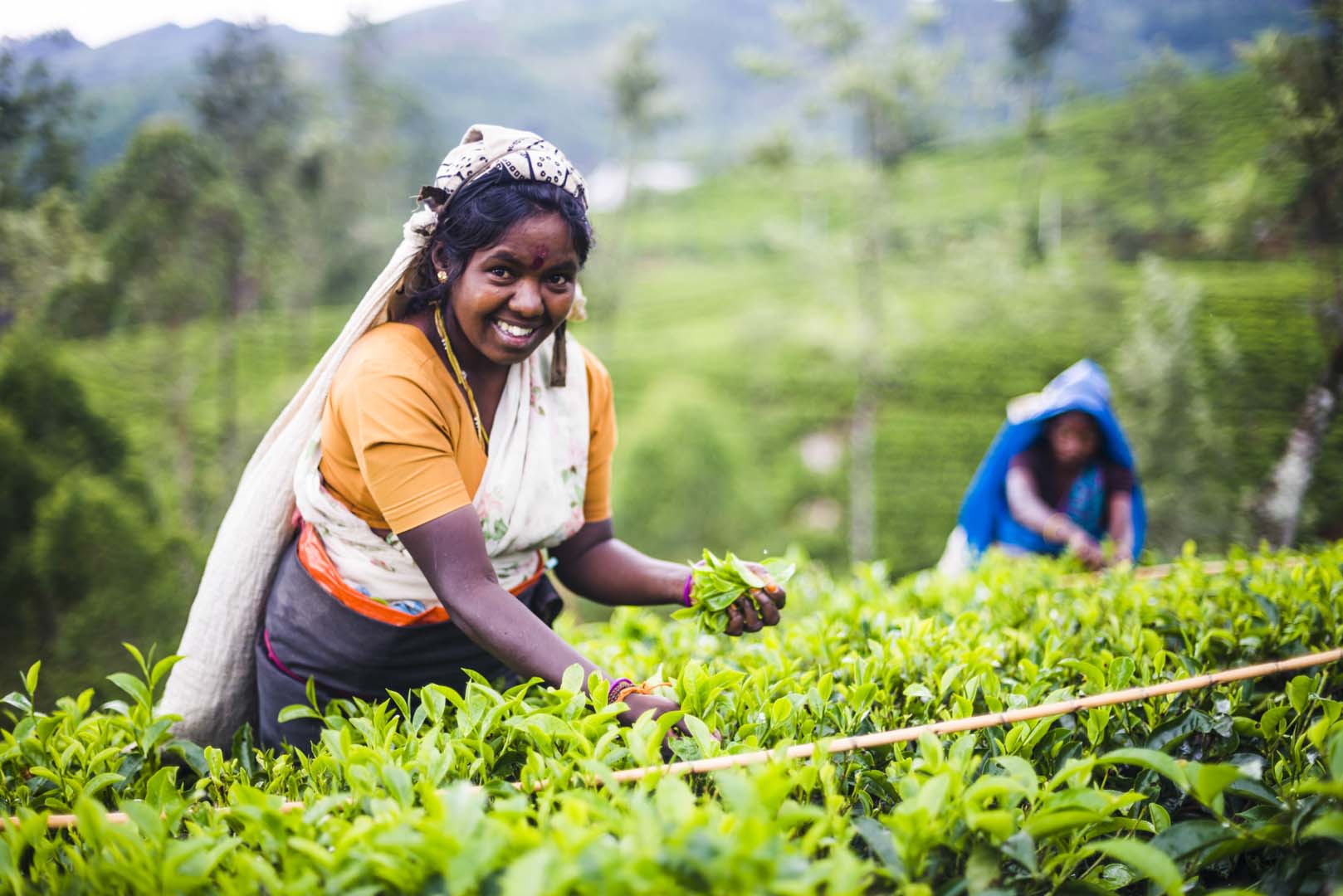 Пакистан шри ланка. Шри Ланка Цейлон сбор чая. Шри Ланка плантации чая. Сборщицы чая Шри Ланка. Цейлонский чай-Шри Ланка Mackwoods.