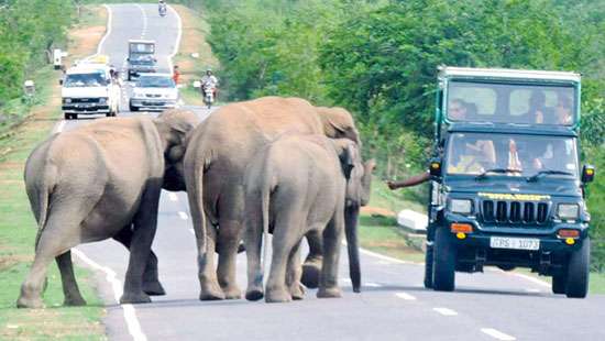 People who feed wild elephants will be arrested: Wildlife