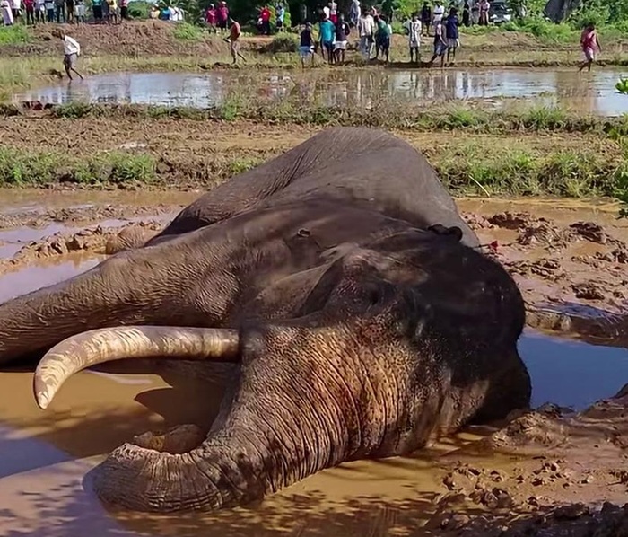 කාවන්තිස්ස ඇතාගේ මරණය සහ වන අලි ඝාතන පිටුපස සංවිධානාත්මක කුමන්ත්‍රණයක් තිබේදැයි විමර්ශනයක් ඉල්ලයි