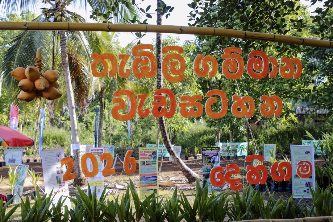 මෙරට දෙවැනි තැඹිලි ගම්මානය බදුල්ල දිස්ත්‍රික්කයේ ස්ථාපිත කෙරේ