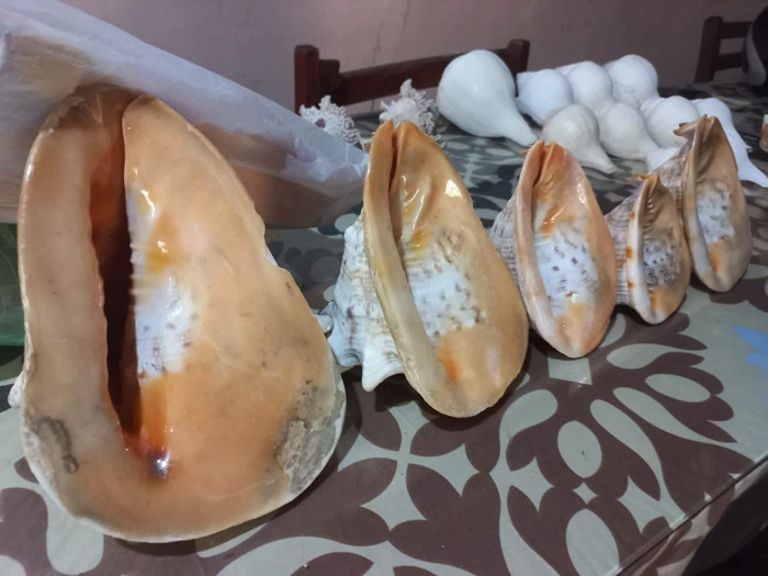 රු. මිලියන 1.5කට ආරක්ෂිත මුහුදු බෙල්ලන් අලෙවි කිරීමට සැරසුණු බව කියන අයෙකු මහරගමදී අත්අඩංගුවට